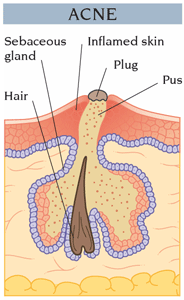 Male sexual hormones