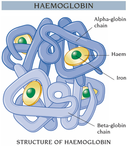 iron deficiency anemia symptoms hemoglobin structure signs gif initially there
