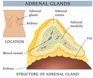 Adrenal glands